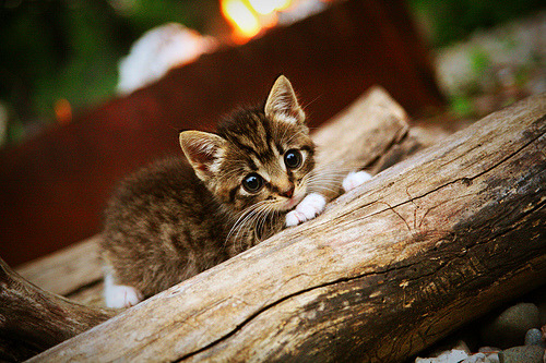 开云体育平台-_冰上帆车赛:极速滑行的极限运动_,冰上风帆