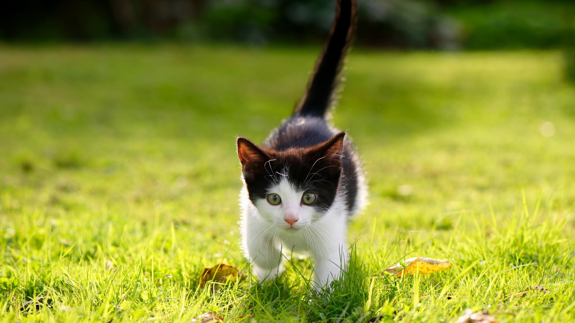 开云体育入口-中国男篮主打转换推进快速制造机会,中国男篮遭逆转